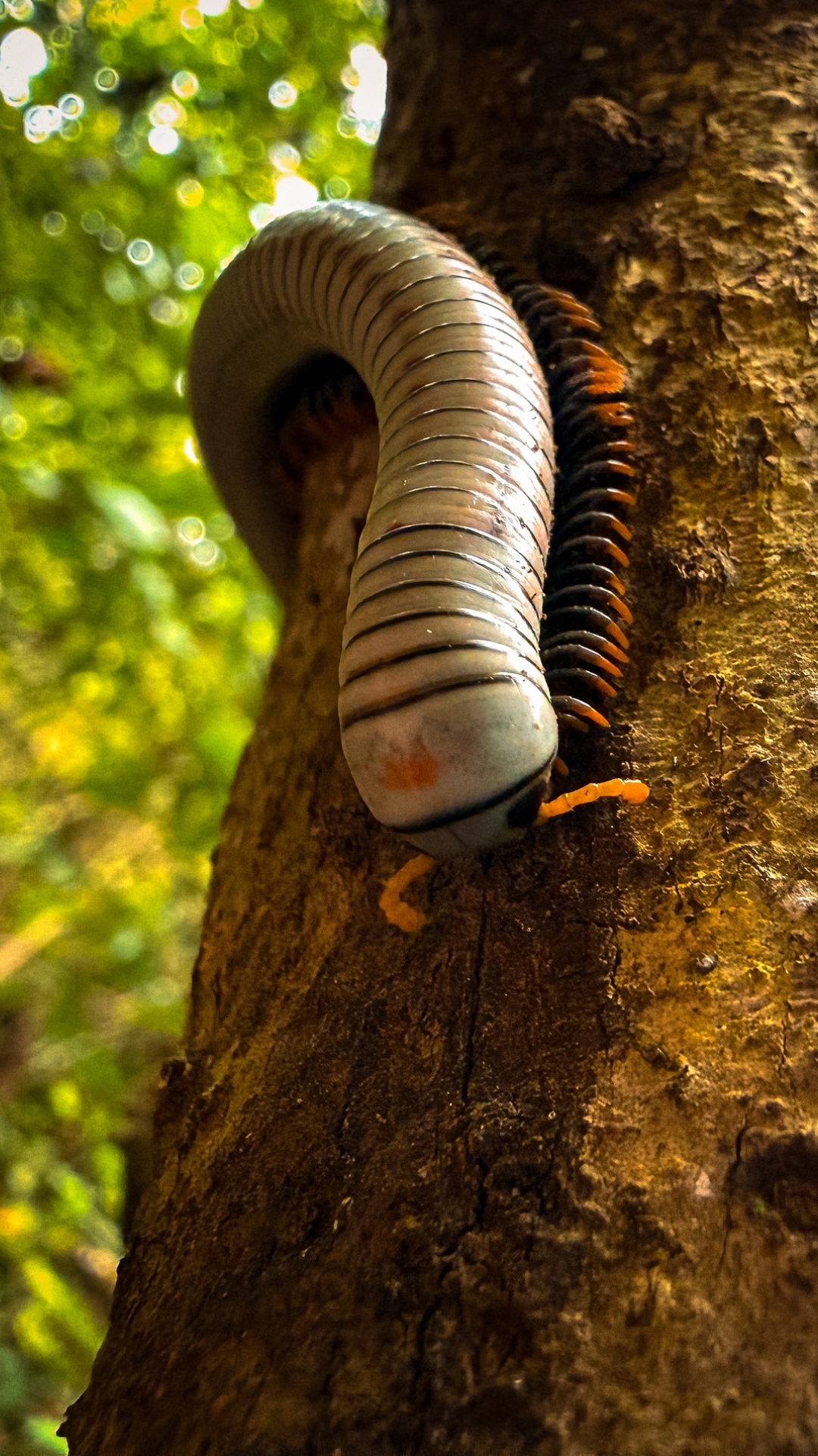 Close-up of a millipede on a tree trunk in a forest.