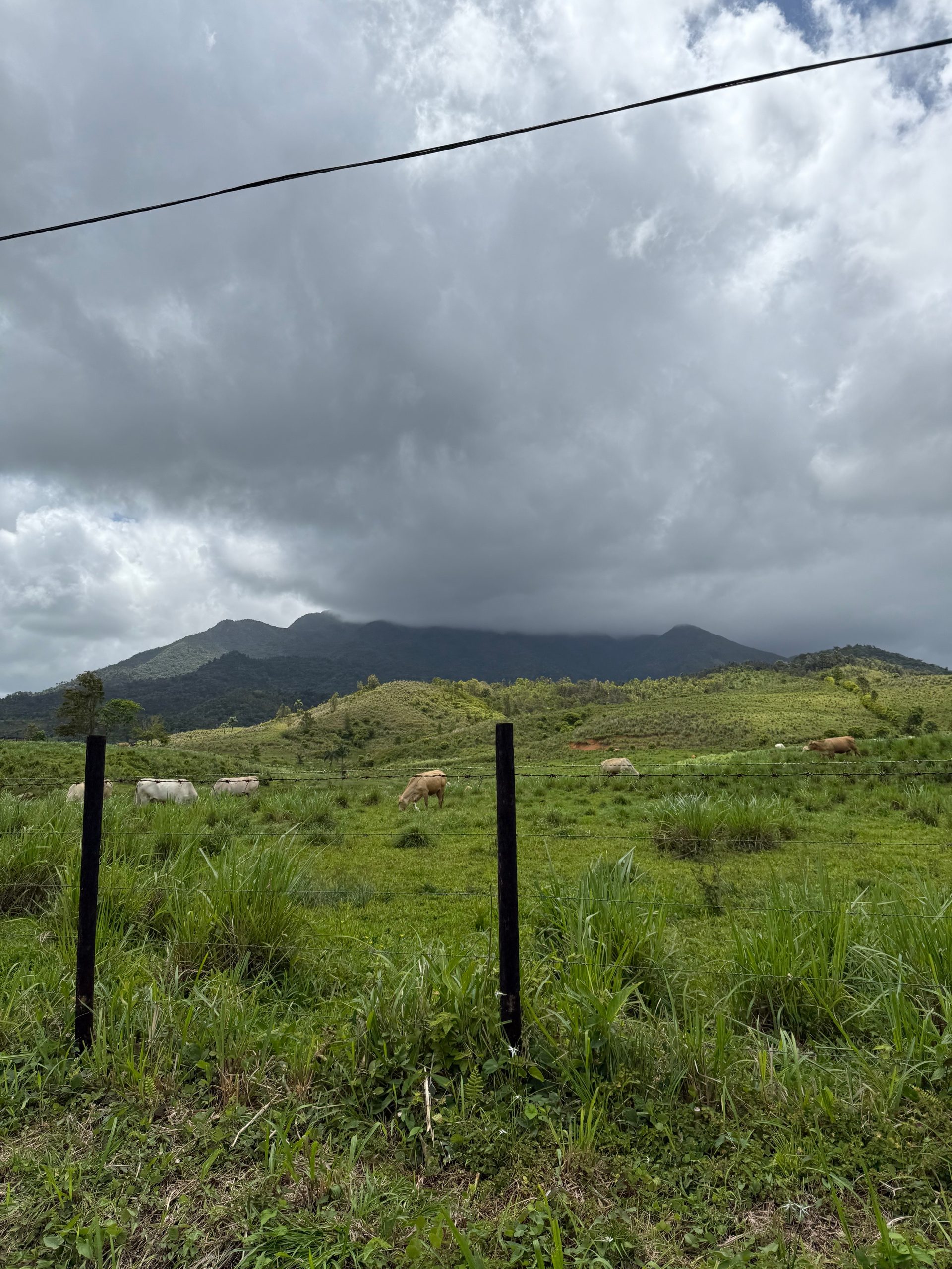 Cows grazing in a green field with mountains and cloudy sky.