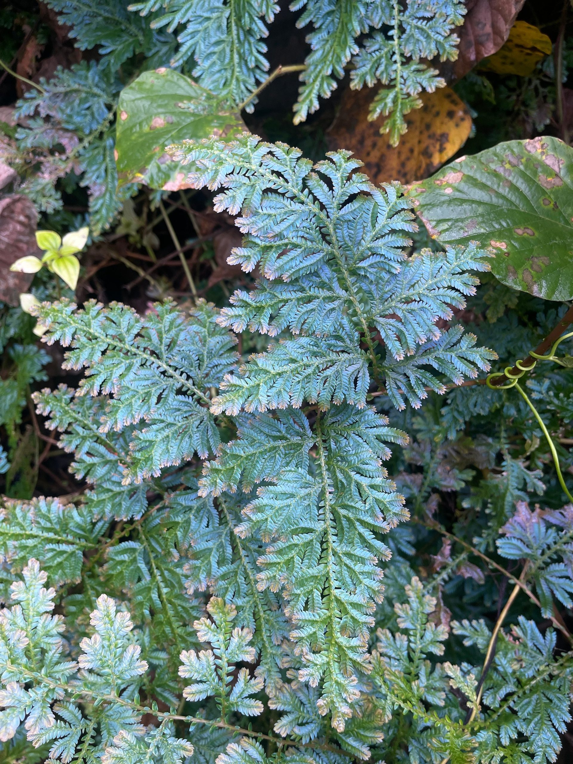 Close-up of blue-green fern leaves with detailed texture.
