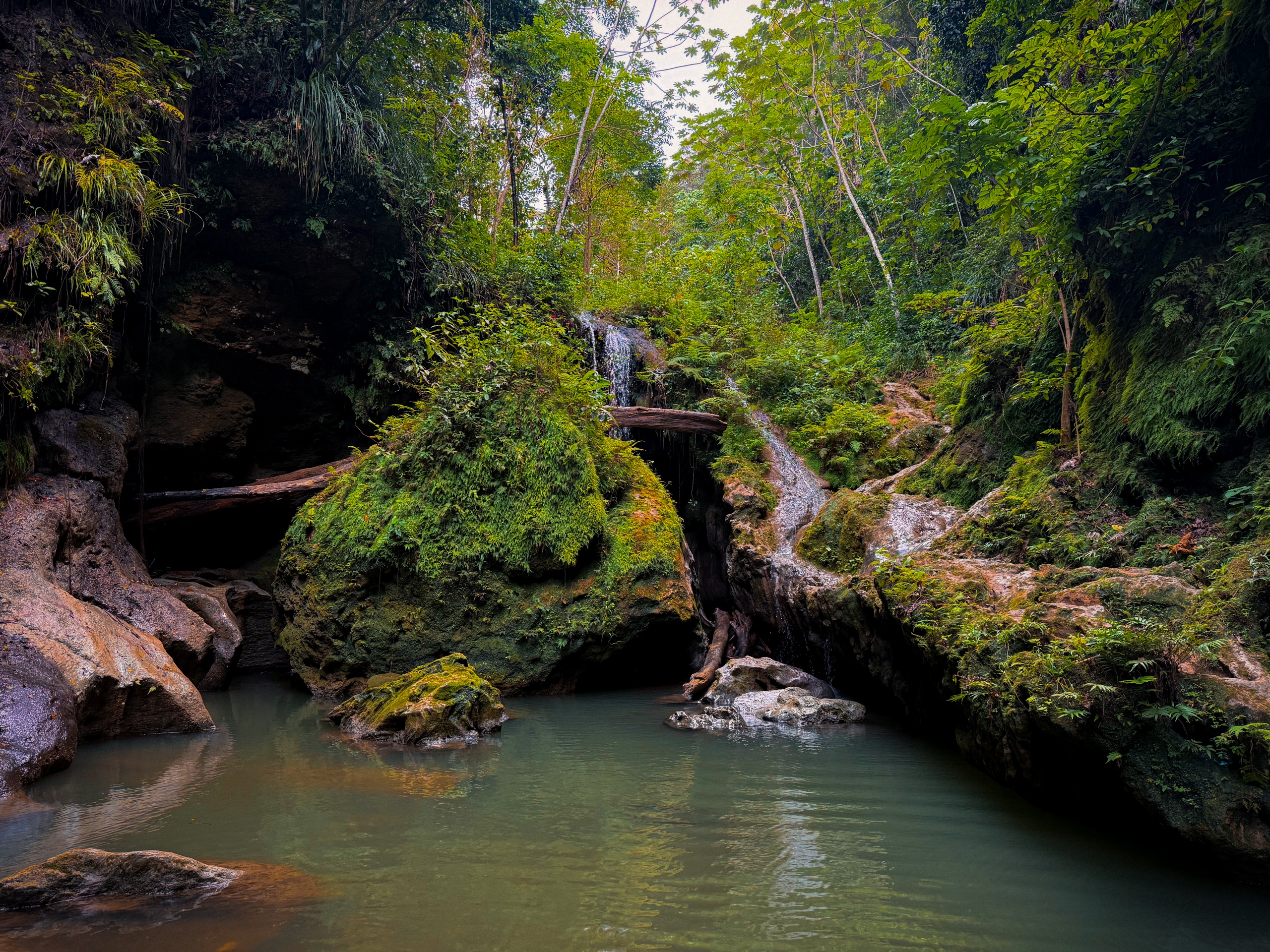 Forest stream with mossy rocks and small waterfall.