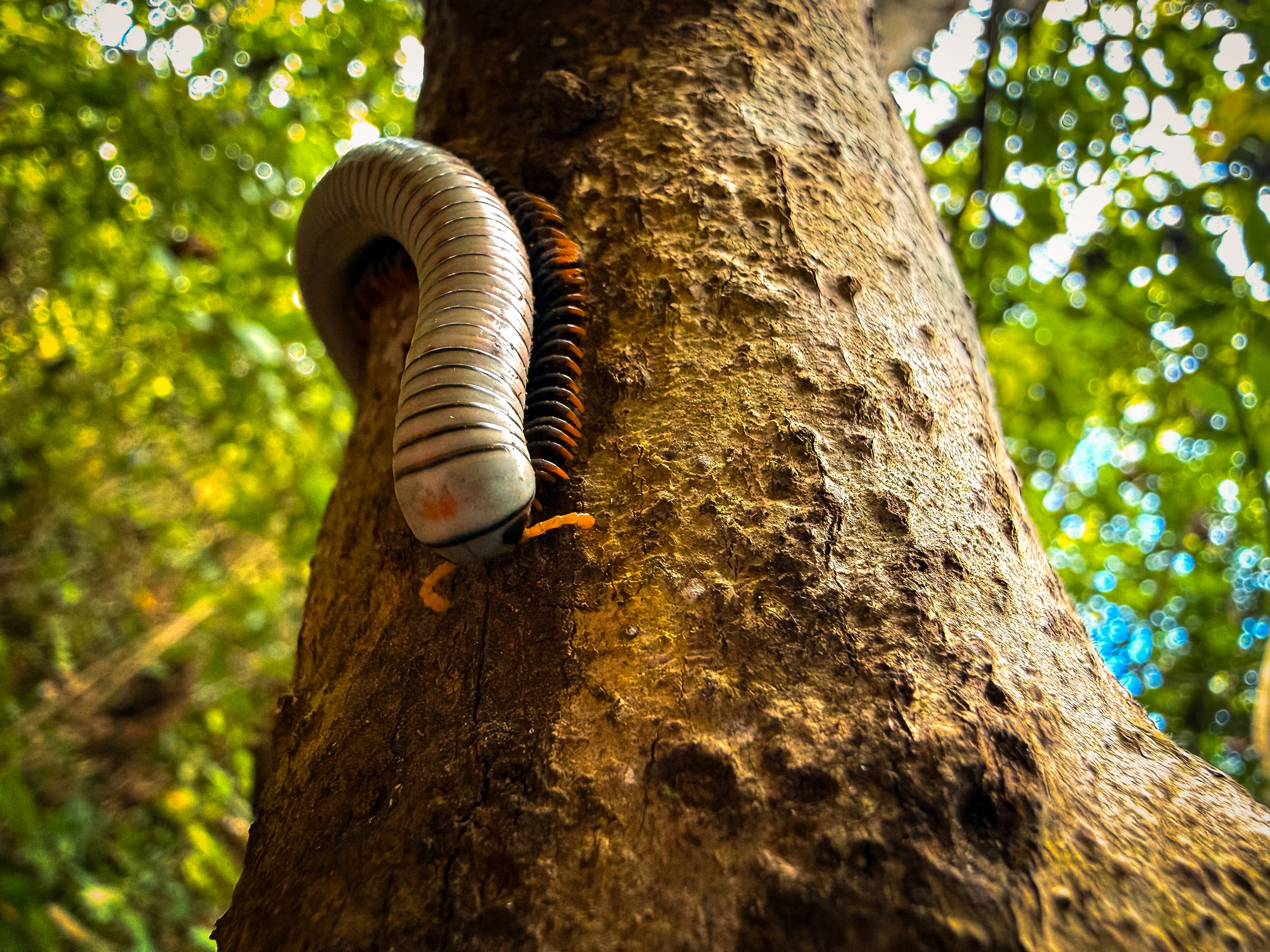 Millipede crawls on a tree trunk in a forest environment.