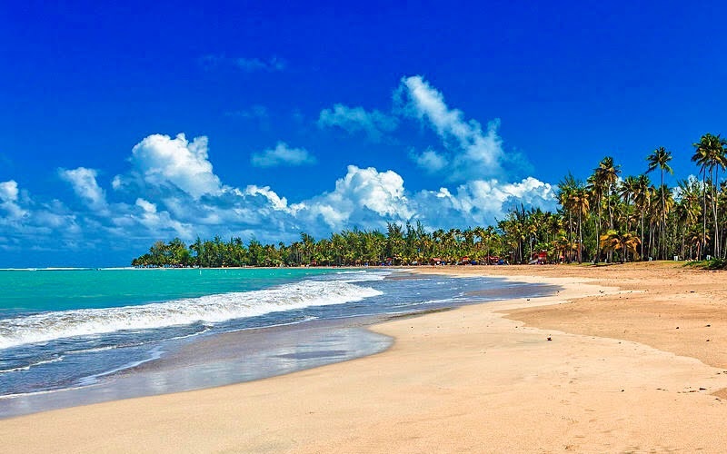 Tropical beach with palm trees, blue skies, and gentle waves on the sand.