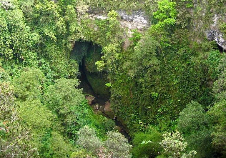 Dense green forest surrounding a cave entrance in a rocky hillside.