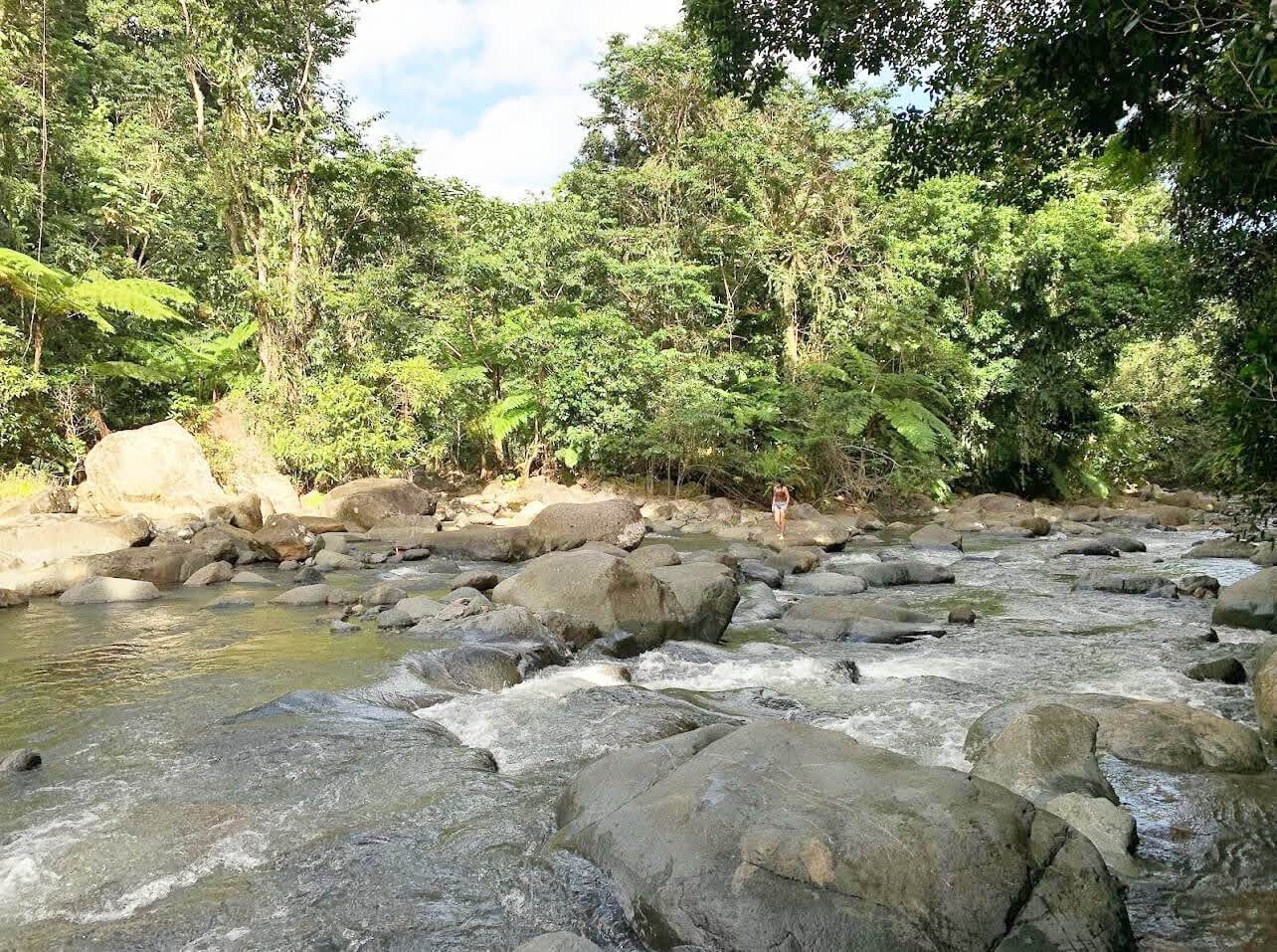 Rocky river flowing through a lush forest with trees and greenery.
